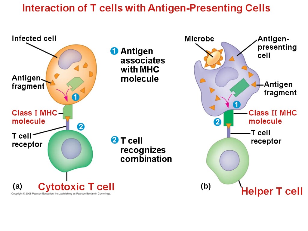 Interaction of T cells with Antigen-Presenting Cells Infected cell Antigen fragment Class I MHC